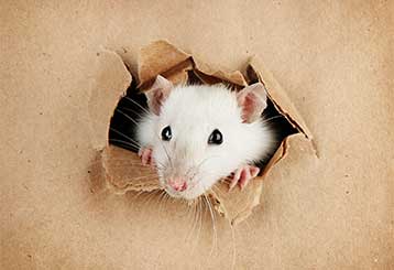 Four Signs You Need Rodent Proofing | Attic Cleaning Los Angeles, CA