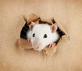 Signs You Need Rodent Proofing | Attic Cleaning Los Angeles, CA Signs You Need Rodent Proofing | Attic Cleaning Los Angeles, CA