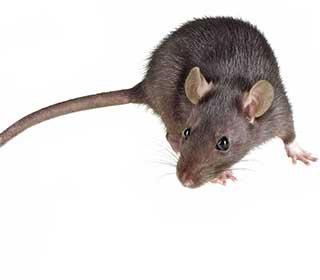 Rodent Proofing | Attic Cleaning Los Angeles, CA Rodent Proofing | Attic Cleaning Los Angeles, CA